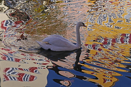 swan, water, mirroring, distortion