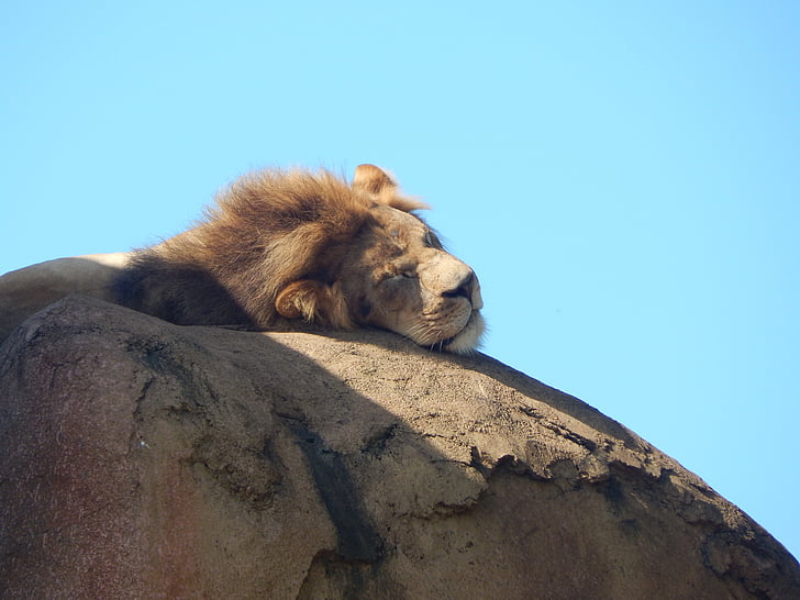 lav, Safari, biljni i životinjski svijet, životinja, divlje, Afrika, priroda
