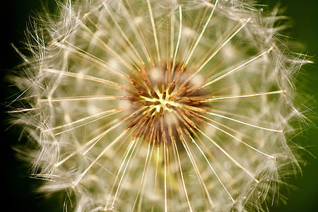 dandelion, pointed flower, close, nature, seeds, spring, blossom