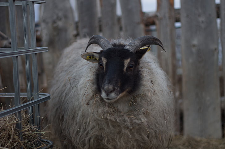 icelandic sheep, sheep with horns, white sheep, sheep, animal, livestock, wool