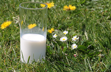 молоко, Скло, продукти харчування, напій, користь від, смачні, харчування