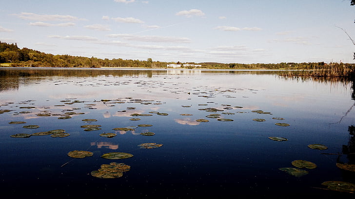 paisaje, Lago, nenúfar, Finlandés, verano, Foto de naturaleza, agua