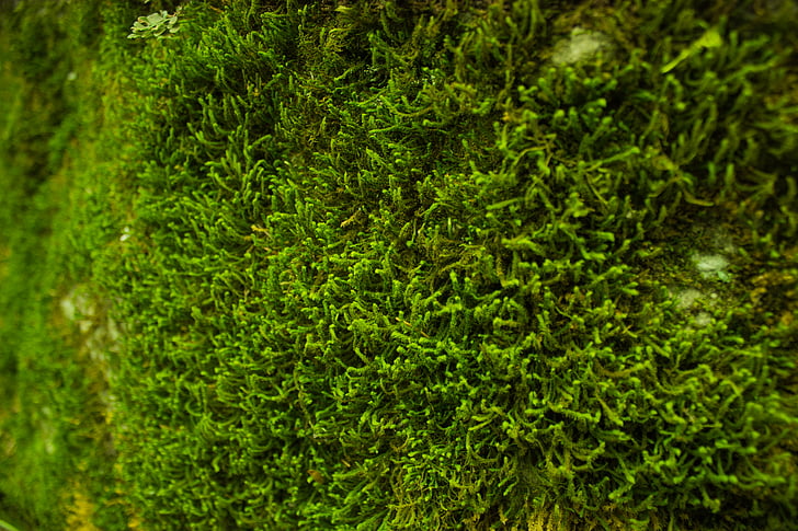 closeup, hijau, Lumut, tanaman, tanaman, alam, warna hijau