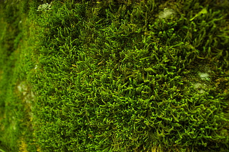detailné, Zelená, Moss, rastlín, rastliny, Príroda, Zelená farba