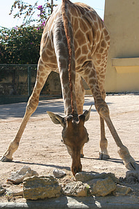 giraffe, animal, wild, fauna, wildlife, tall, spots