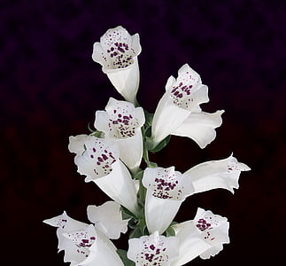 άσπρα λουλούδια, σύμπλεγμα λουλούδια, μπουκέτο, φόντο, λευκό, λουλούδι, φύση
