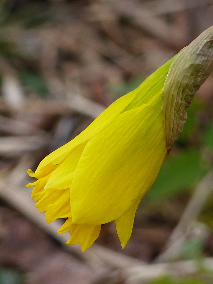 Daffodil, trädgård, gul, våren