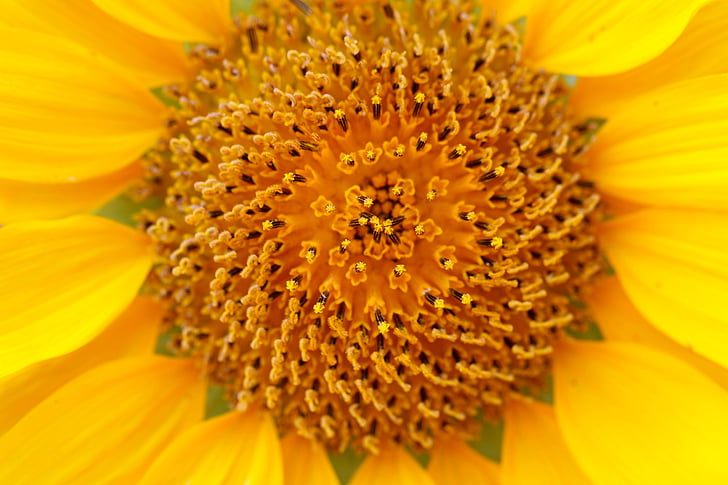sunflower, plants, flowers, solar, affix, nature, landscape
