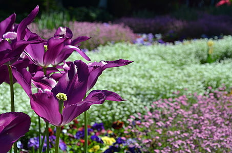 vijolična, bela, Tulipan, sajenje, postelja, pomlad, rastlin