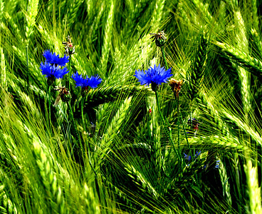 Aciano, campo, azul, flores, planta