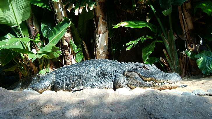krokodill, roomaja, saurópsidos, archosaurs, üks loom, loomad looduses, loomade wildlife