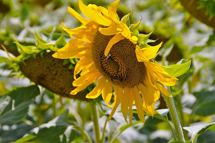 sunflower, flower, yellow, bright, seeds, summer, crop