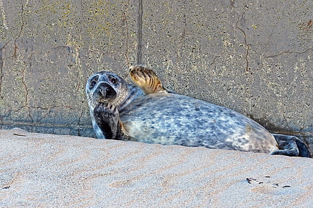 foca gris, duna de Heligoland, Arrastre, Mar del norte, animal