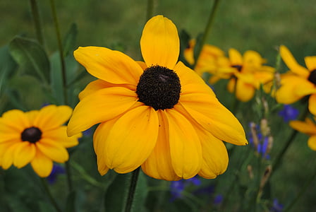 yellow, flowers, poppy, flower, yellow flower, field, spring