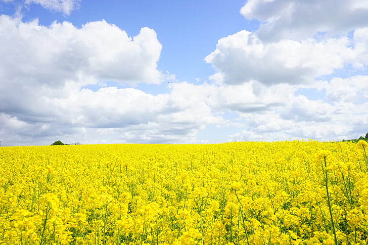 field of rapeseeds, sky, clouds, blütenmeer, yellow, flowers, plant