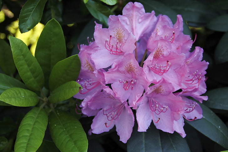 rhododendron flower, purple, tender, large, plant, nature, green