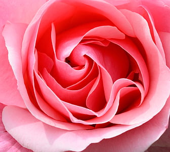 rose, pink, petals, flower, rose bloom, close up, macro