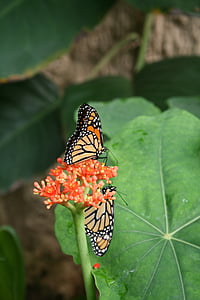 papillon, nature, insecte, animal, floral, lits jumeaux