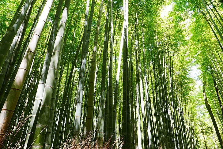 bambusa, Japāna, Kioto, zaļa, daba, pieaugums, koks
