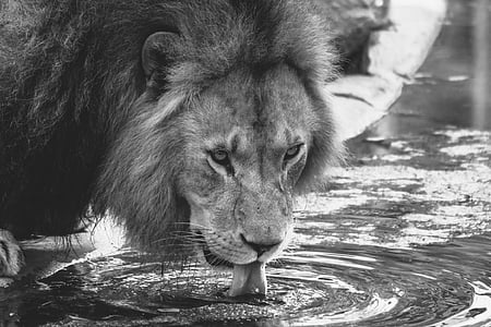 lion, drink, zoo, cat, one animal, animals in the wild, animal themes