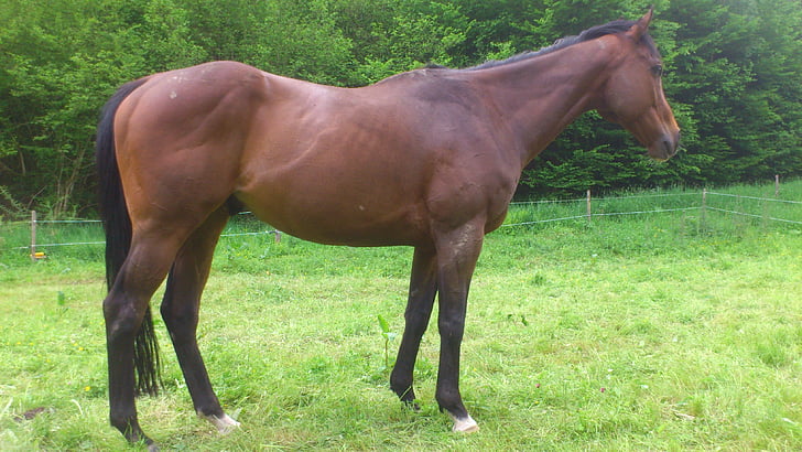 racehorse, horse