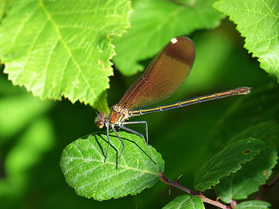 libella, black dragonfly, calopteryx haemorrhoidalis, beauty, iridescent, dragonfly, insect