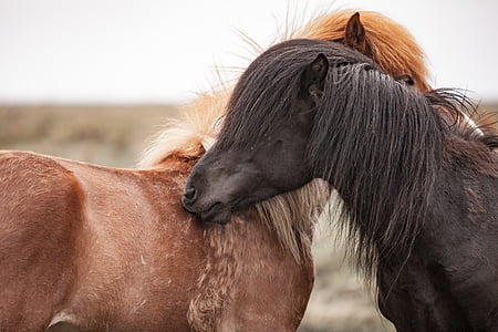 animals, domestic animals, equine, hair, horses, livestock, stallion