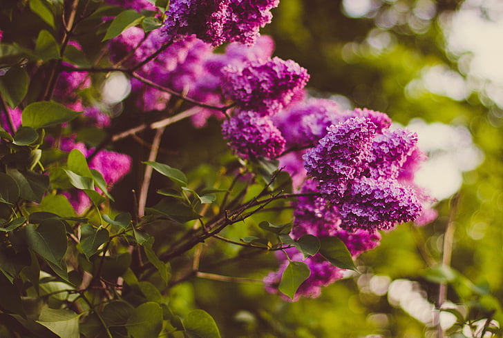 gyönyörű, virágzó, Blossom, blur, fióktelep, világos, közeli kép: