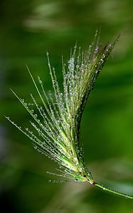 spike, drops, dew, green, plant