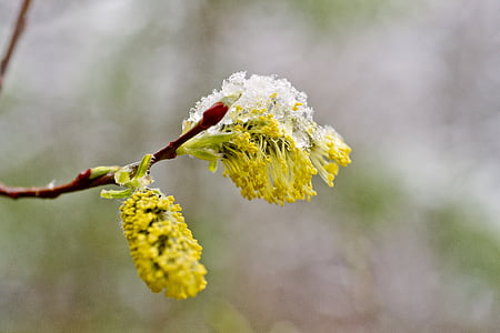 flores, flores de primavera, brillante, naturaleza, nieve, primavera, Siberia