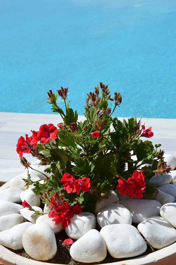 Geranium, blommor, Flower skål, plantering, röd, blomma, sommar