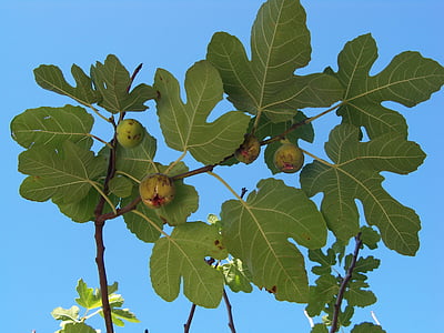 jesień, rys., drzewo figowe, owoce, pozostawia
