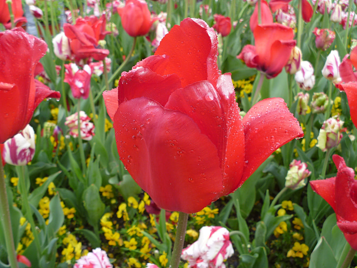 Tulip, merah, Luzern, Swiss, musim semi