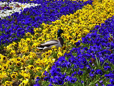 duck, flower bed, pansy, run, spring, nature, flower