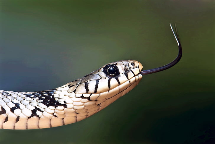 Европейски Жълтоуха водна змия, влечуги, макрос, затвори, дива природа, природата, око