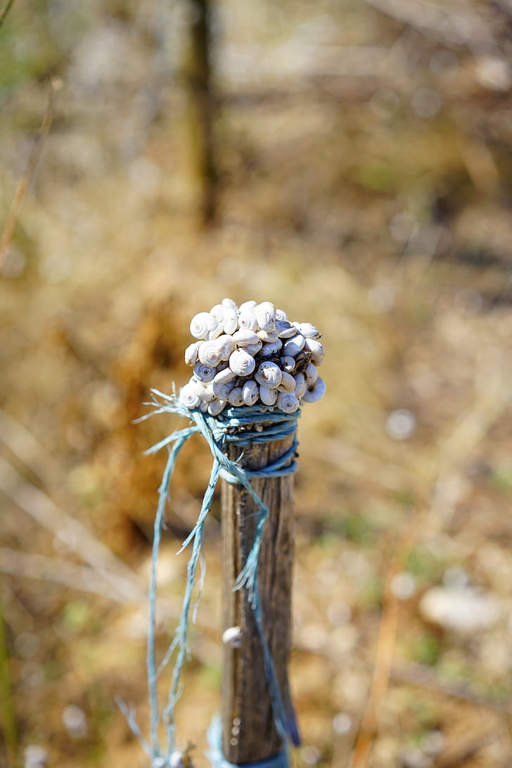 ốc sên, vỏ ốc, vỏ ốc, Heath ốc, xeropicta thô tina, miền nam nước Pháp, Provence