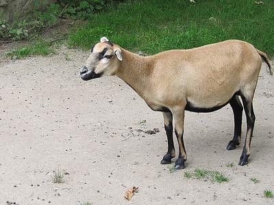 goat, dwarf goat, sanfrancisco, domestic animals