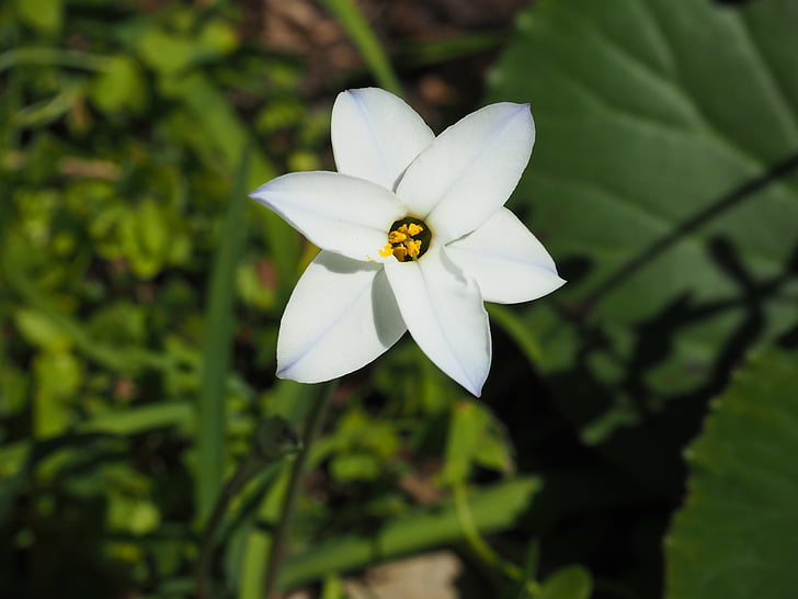 květiny, závod, bílá, ipheion uniflorum
