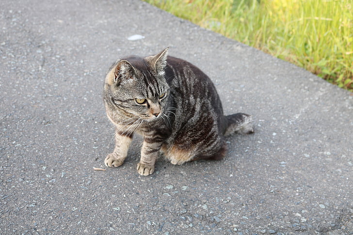 stray cat, asphalt, turn around, aim, find, wild, instinct