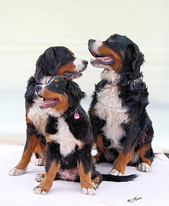 Bernese mountain dog, suns, Berner, balta priekšautiņš, kalnu suns, attēlu, dzīvnieku