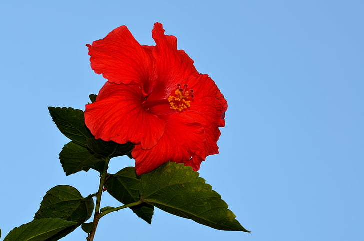 rode hibiscus, bloem, Floral, natuur, rood, plant, tropische