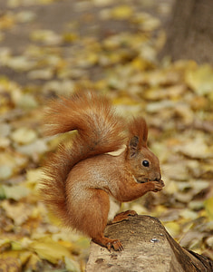 rodent, living nature, in the park, autumn, fauna, animals, food