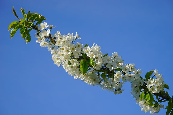 flor de cerezo, flor, floración, cerezo, Blanco, rama, flores