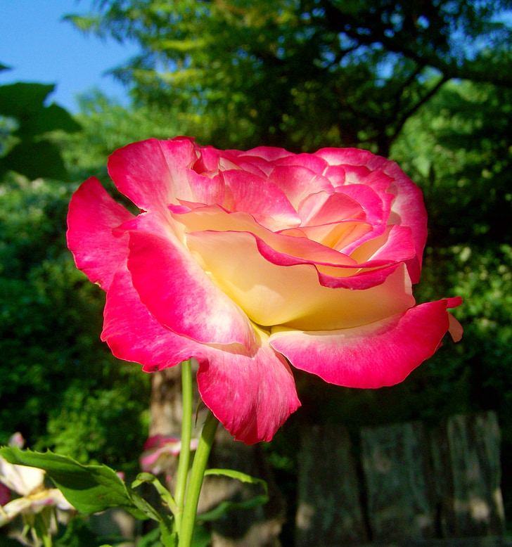 tres roses de color, jardí de flors, flor d'estiu