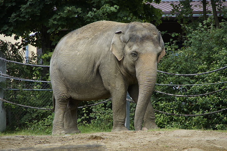 Elephant, Intian elephant, eläinten, pachyderm, puolella, Zoo, kotelo