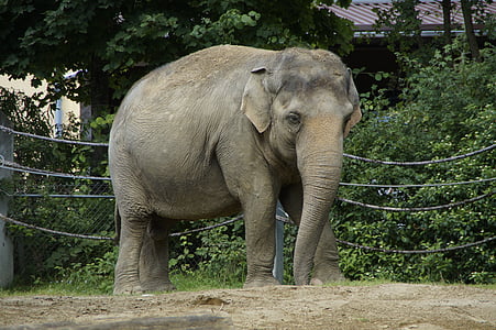 elefánt, indiai elefánt, állat, vastagbőrű, oldalán, állatkert, kamra