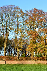 rudenį, Auksinis ruduo, lapai, nuotaika, dangus, lapai rudenį, medžiai