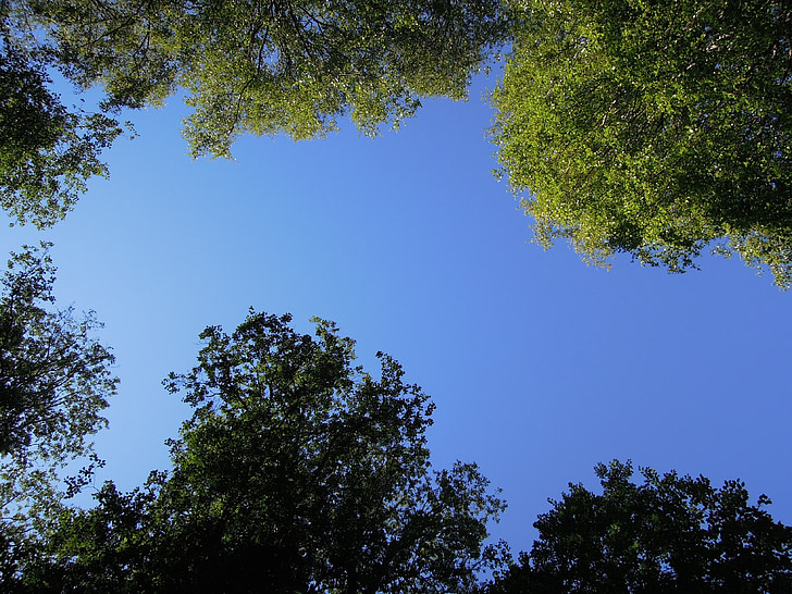 Sky, modrá, modrá obloha, fínčina, drevo, strom, breza