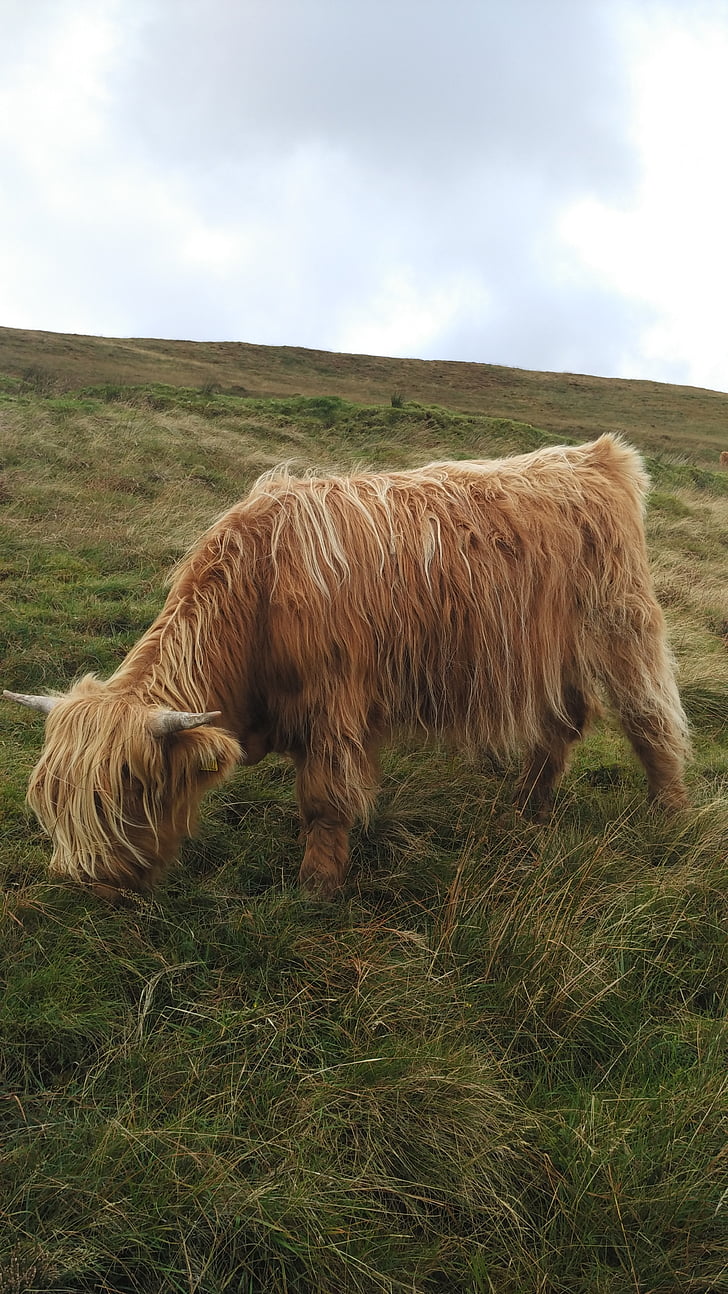 cow, scotland, prato, grass