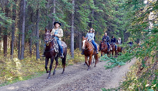 equitação, cavalos, passeios a cavalo, Hipismo, cavalo, recreação, atividade